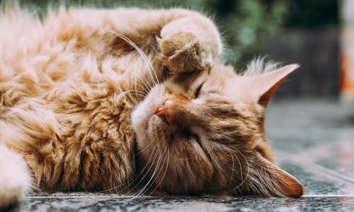 理想のパーマリンクとは 英語それとも日本語 ワックハック