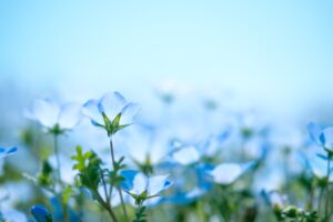 野原に咲く青い花たち